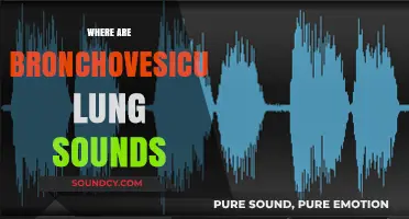 Bronchovesicular Lung Sounds: Locations and Clinical Significance Explained