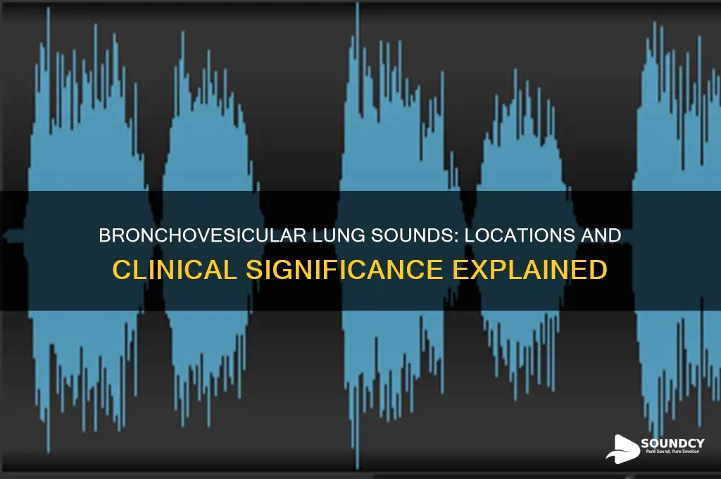 where are bronchovesicular lung sounds
