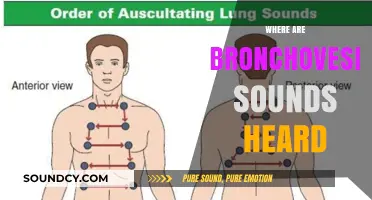 Where Are Bronchovesicular Breath Sounds Heard: A Comprehensive Guide