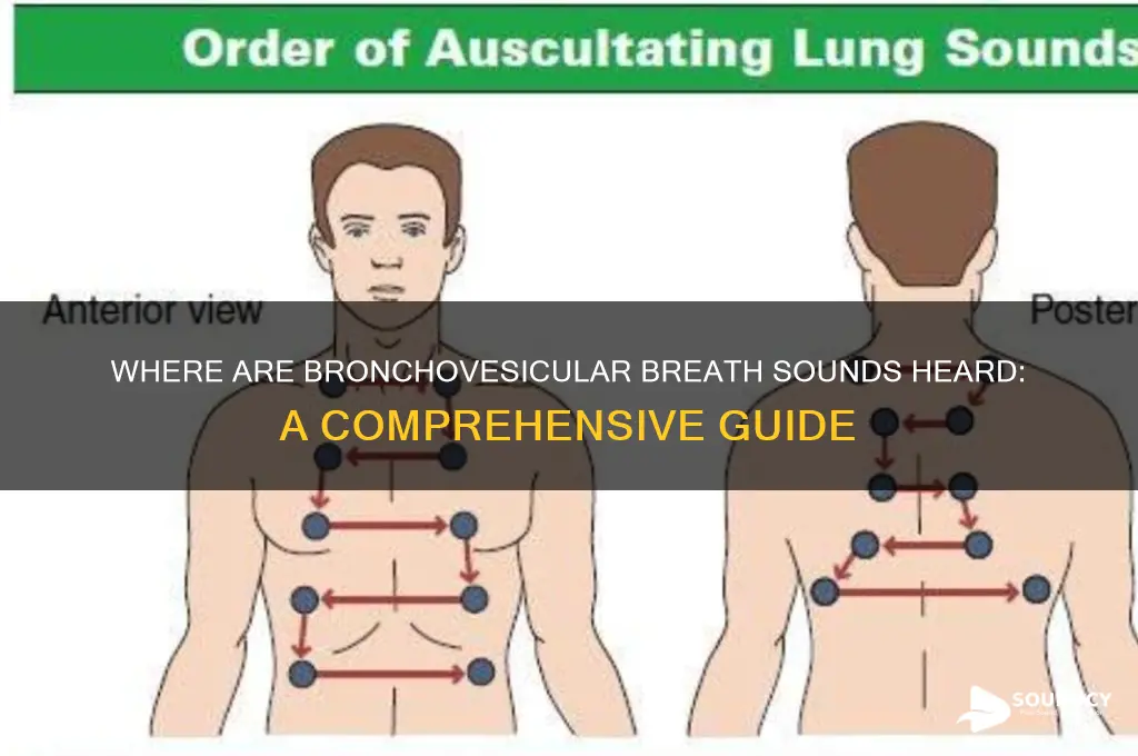 where are bronchovesicular sounds heard