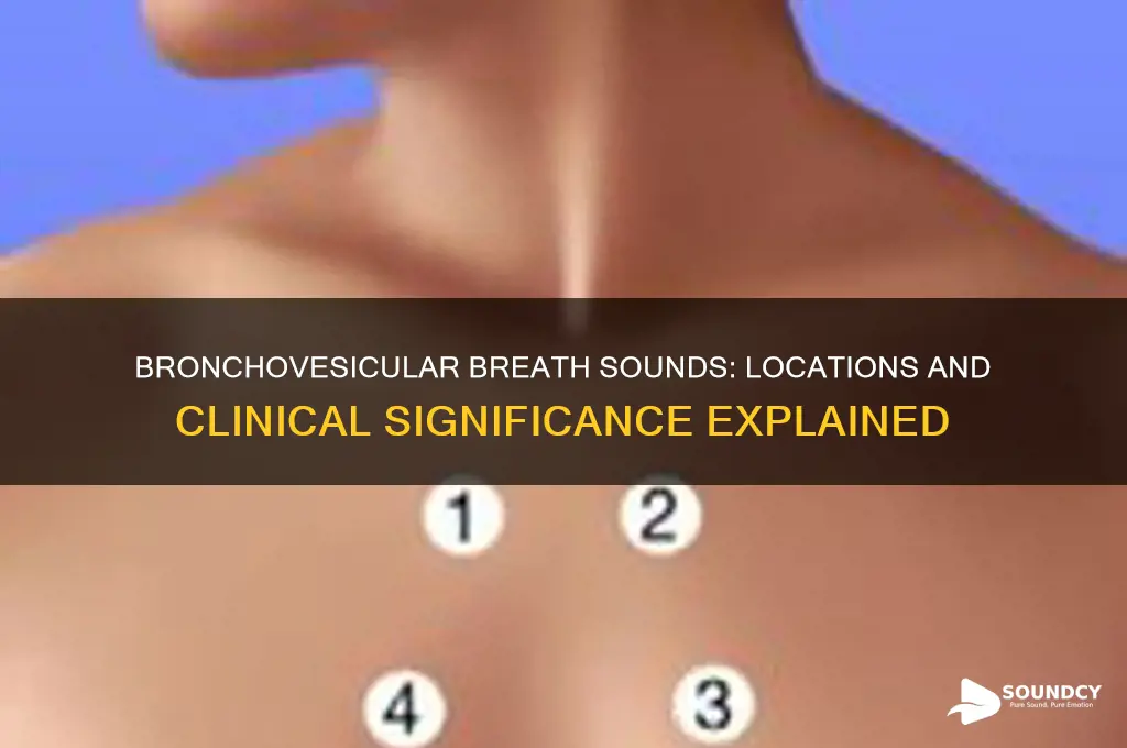 where are broncovesicular sounds heard