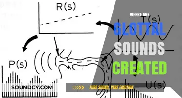 Unveiling the Vocal Tract: Where Glottal Sounds Originate and How