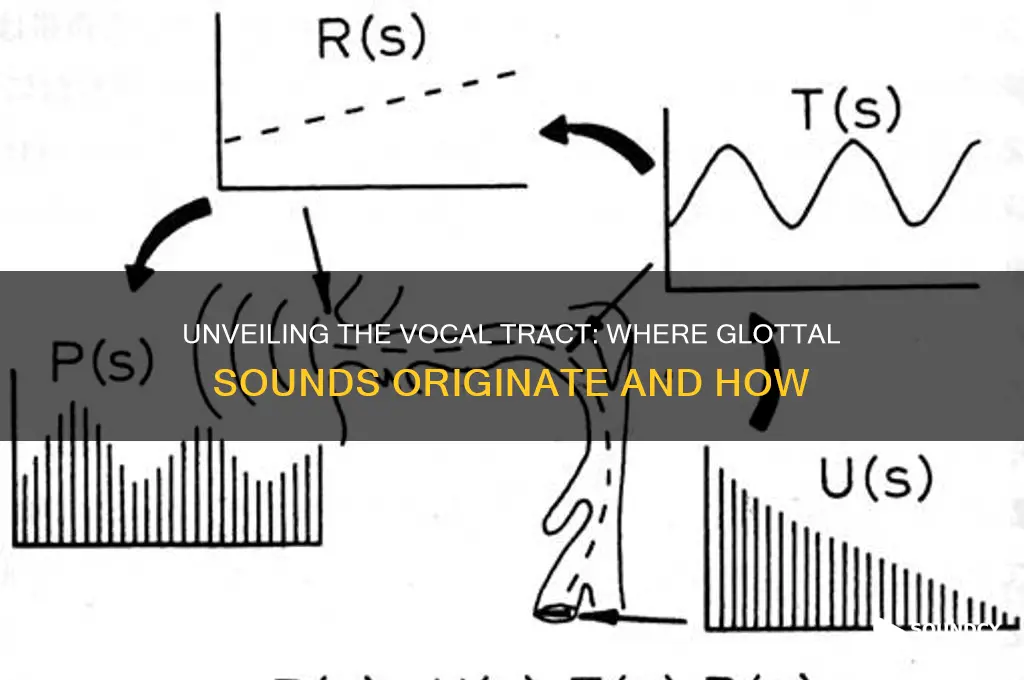 where are glottal sounds created