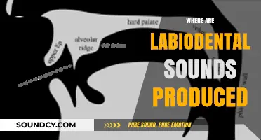Understanding Labiodental Sound Production: Location and Articulation Explained