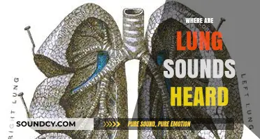 Where Lung Sounds Are Heard: A Comprehensive Guide to Auscultation