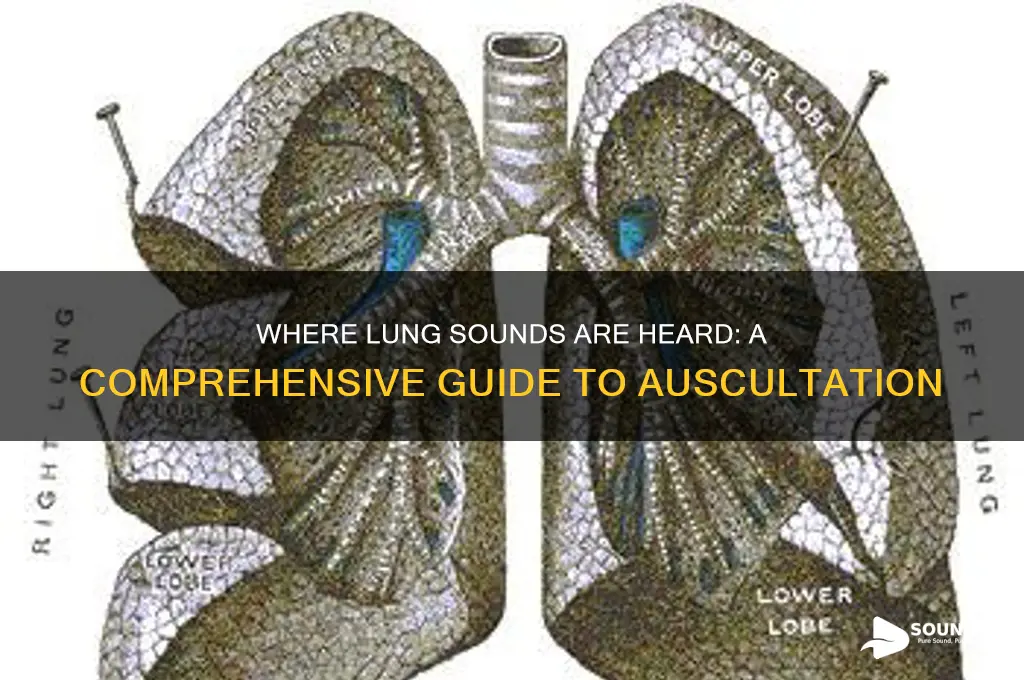 where are lung sounds heard