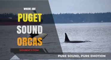 Tracking Puget Sound Orcas: Current Locations and Conservation Efforts