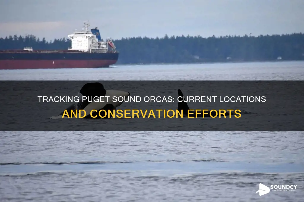 where are puget sound orcas