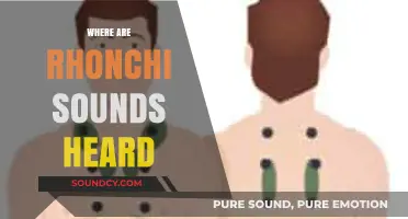 Where Are Rhonchi Sounds Heard: A Comprehensive Guide to Auscultation