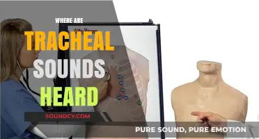 Where Tracheal Sounds Are Heard: Understanding Auscultation Locations