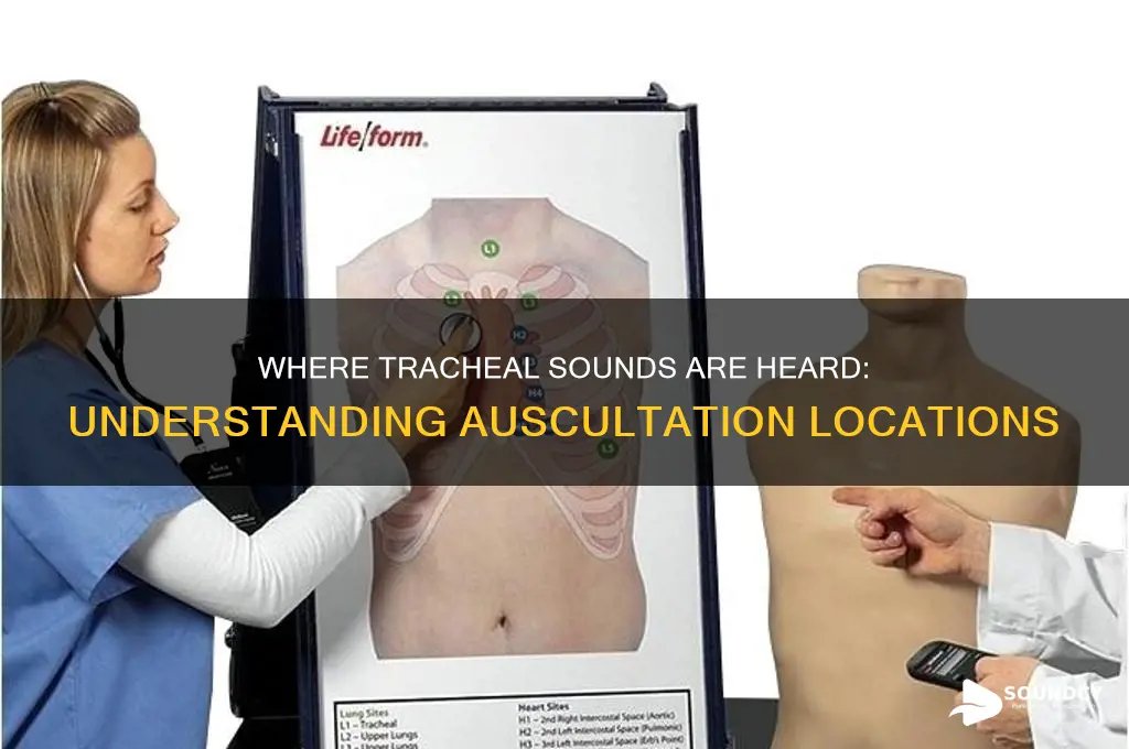 where are tracheal sounds heard