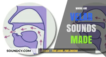 Understanding Velar Sounds: Their Articulation and Production in Speech