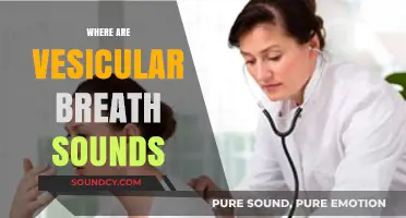 Where Are Vesicular Breath Sounds Located and How to Identify Them