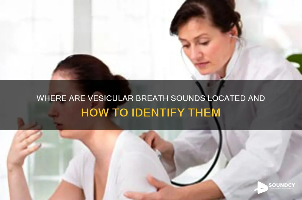 where are vesicular breath sounds