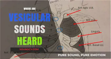 Where Are Vesicular Sounds Heard: A Comprehensive Guide to Lung Auscultation
