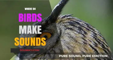 Unveiling the Secrets: Where and How Birds Create Their Melodies