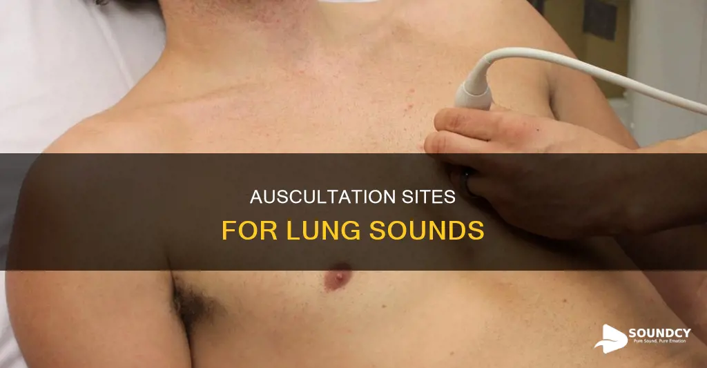 where do you auscultate lung sounds