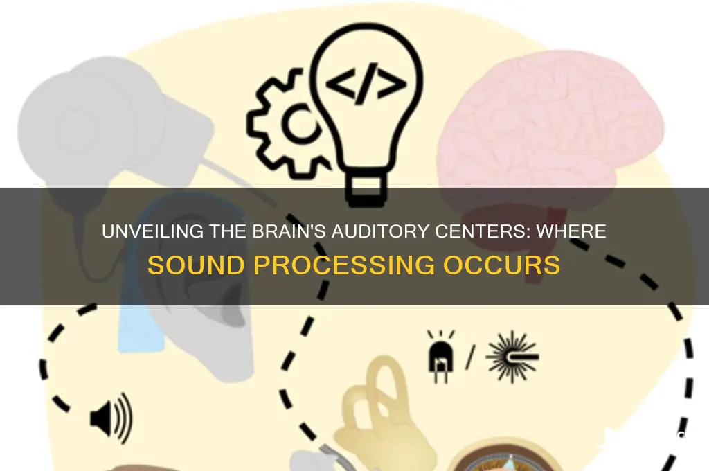 where does brain process sound