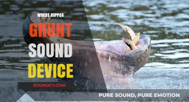 Unveiling the Mystery: How Hippos Produce Their Unique Grunting Sounds