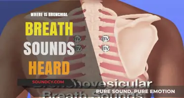 Bronchial Breath Sounds: Where Are They Heard?