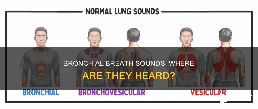 where is bronchial breath sounds heard
