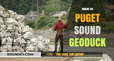 Discovering Geoduck Harvesting Hotspots Along Puget Sound's Shores