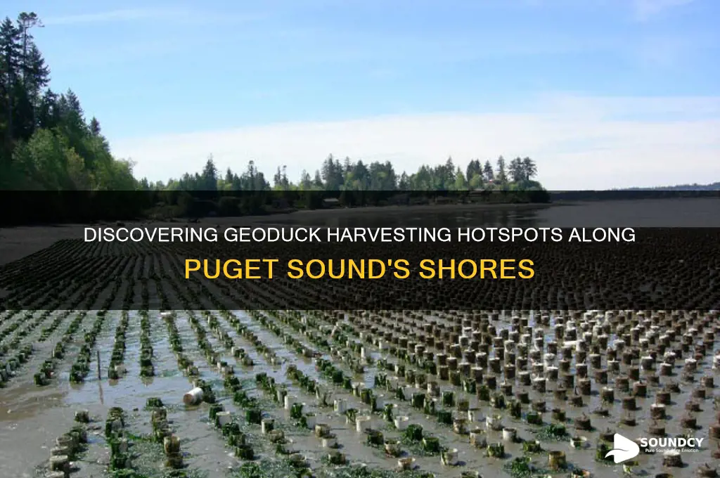 where on puget sound geoduck