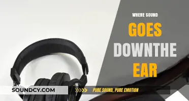 How Sound Travels Through the Ear: A Journey from Outer to Inner Ear