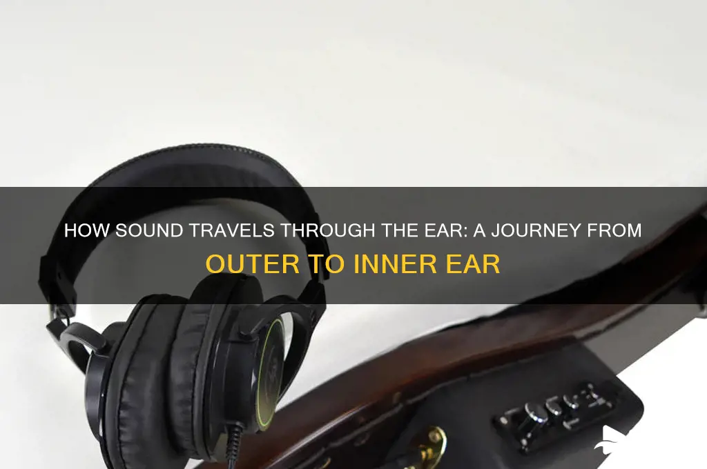 where sound goes downthe ear