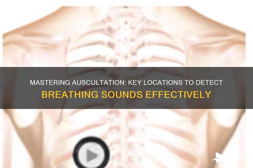 where to ausculatate breathing sounds