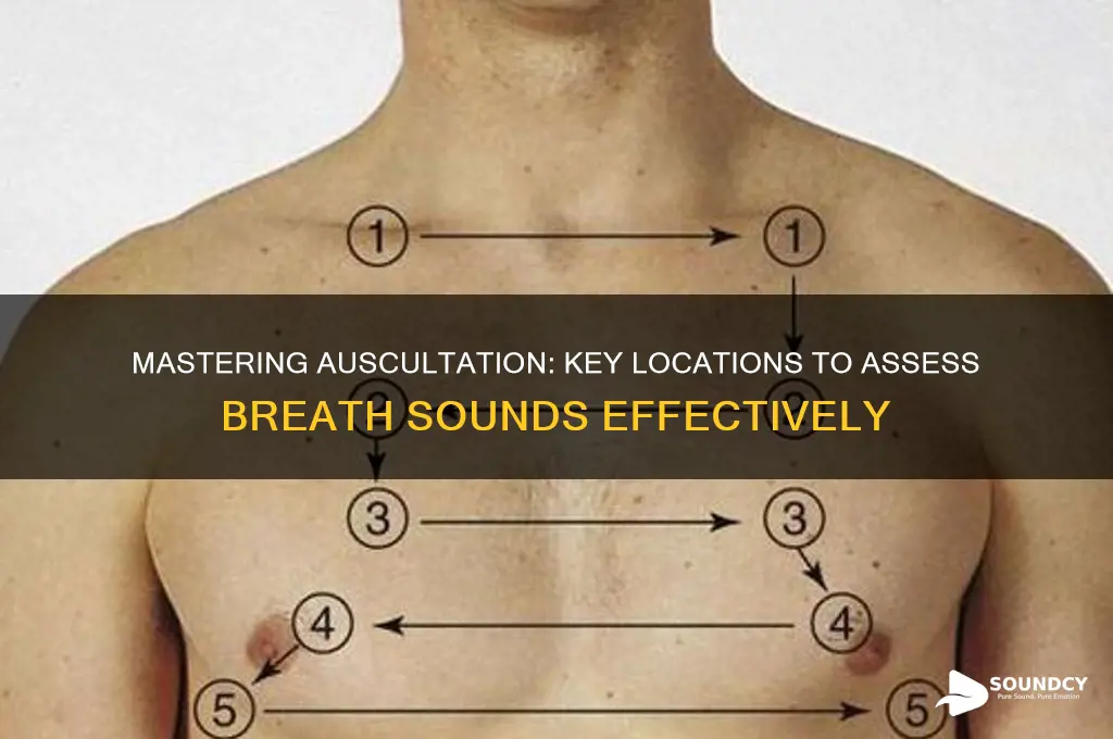 where to auscultate breath sounds