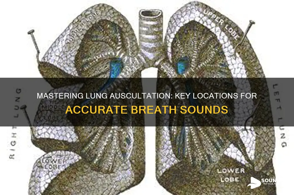 where to auscultate lungs sounds