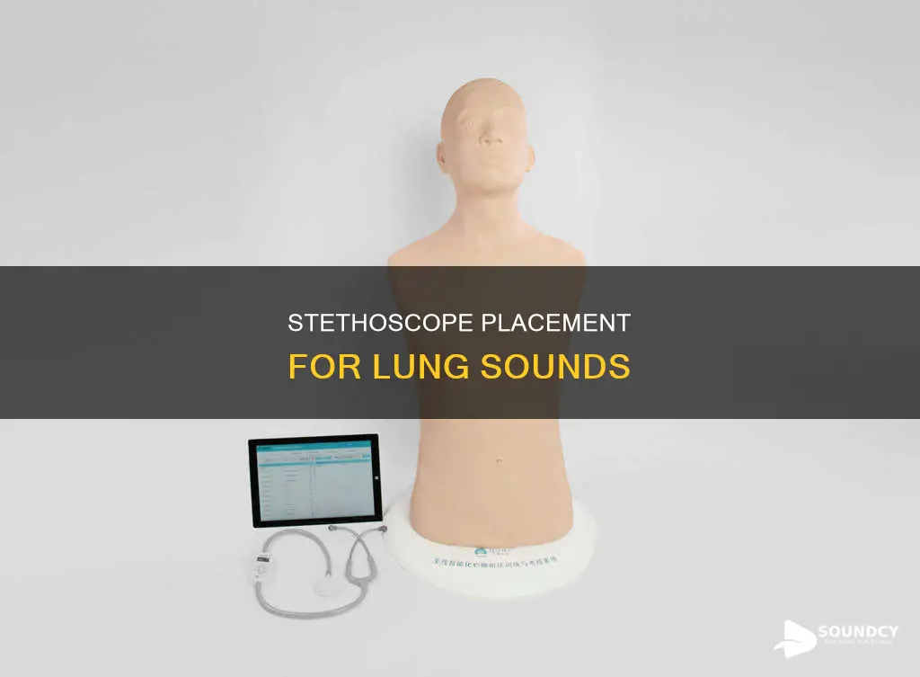 where to check for lung sounds