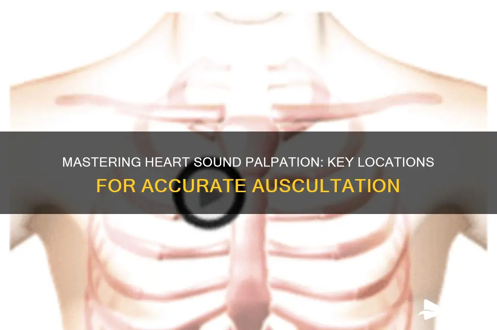 where to palpate heart sounds