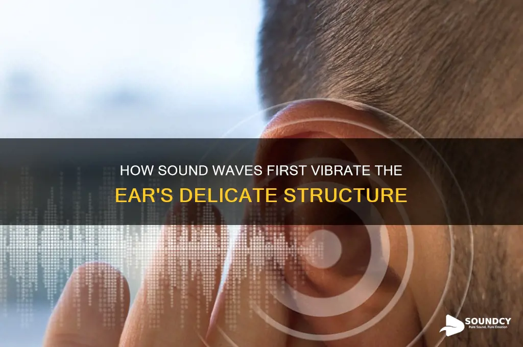 which structure initially vibrates when sound enters the ear