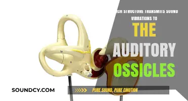 How the Tympanic Membrane Transmits Sound Vibrations to Auditory Ossicles