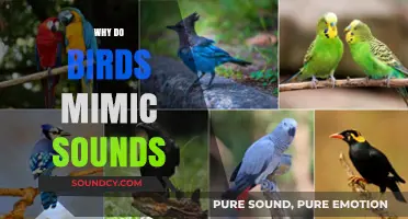 Why Birds Mimic Sounds: Uncovering the Fascinating Science Behind It