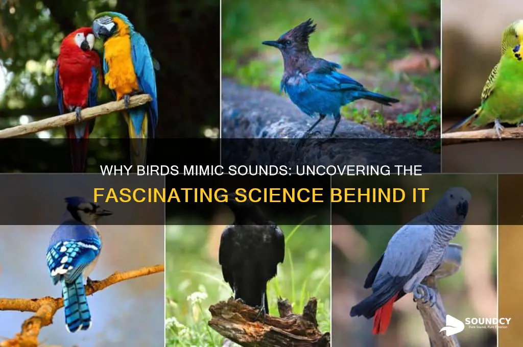 why do birds mimic sounds