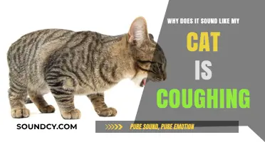 Is Your Cat Coughing? Understanding the Sounds and Causes
