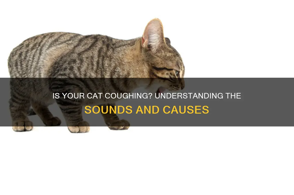 why does it sound like my cat is coughing
