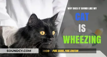 Why Does My Cat Sound Like Wheezing? Causes and Concerns