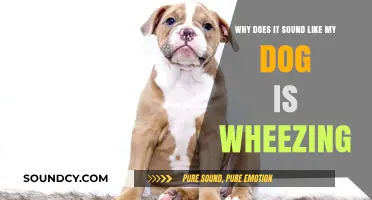 Why Does My Dog Wheeze? Causes and When to Worry