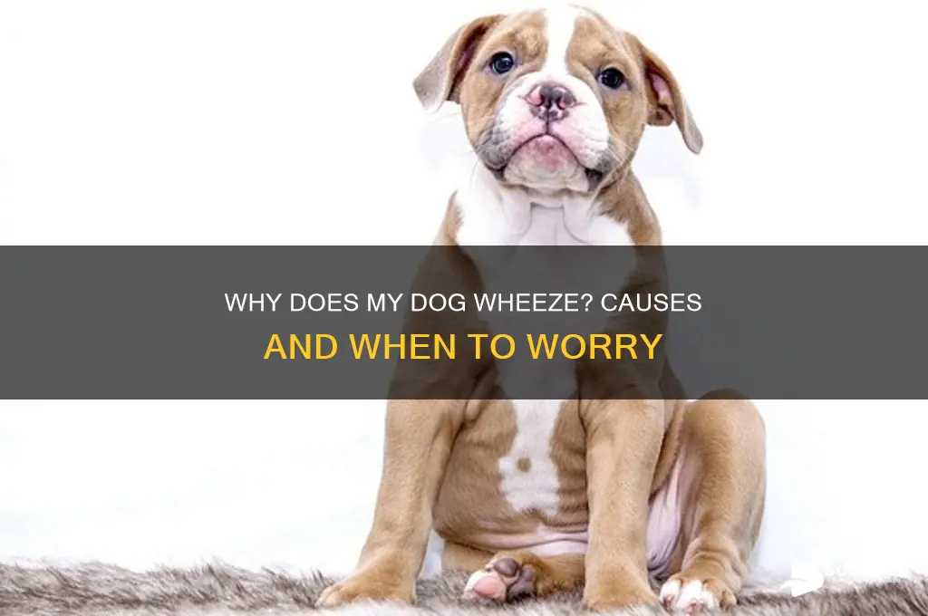 why does it sound like my dog is wheezing
