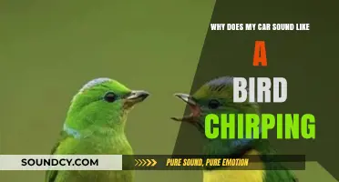 Why Your Car Sounds Like a Bird Chirping: Causes and Fixes
