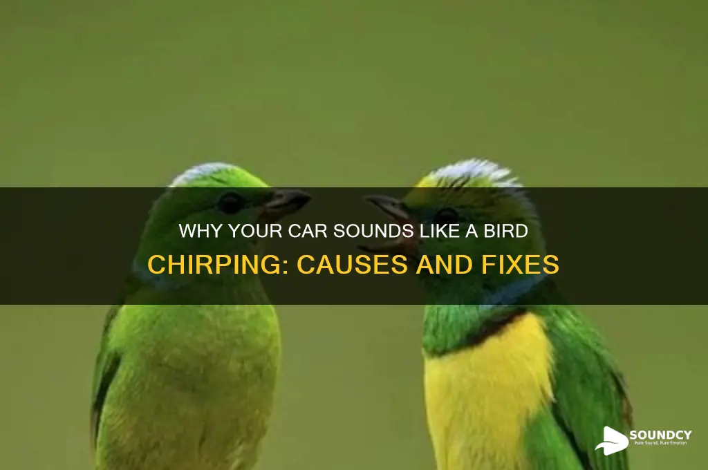 why does my car sound like a bird chirping