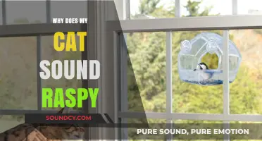 Cat's Meow Sounds Raspy: What's Wrong?