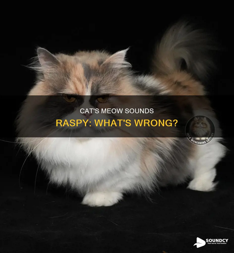why does my cat sound raspy