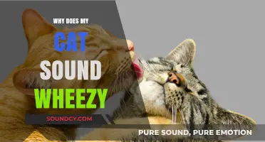 Cat Wheezing: What's Wrong and How to Help?