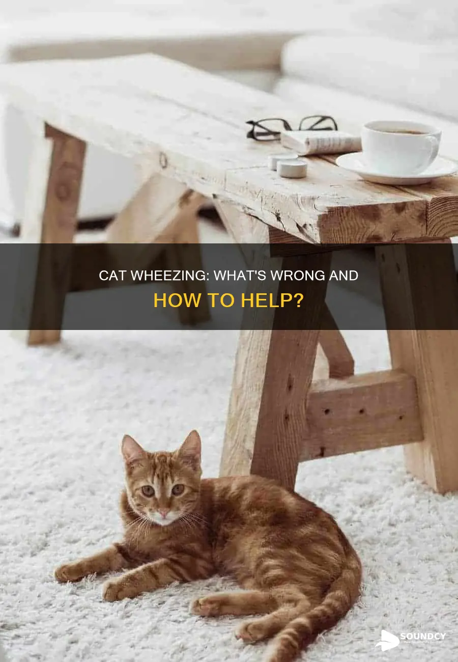 why does my cat sound wheezy