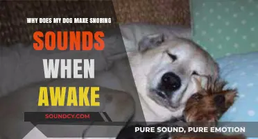 Why Does My Dog Snore While Awake? Exploring the Curious Sounds